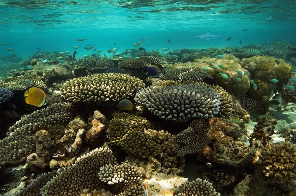 高清美丽海底珊瑚世界图片