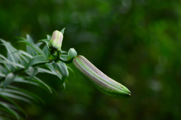 百合花