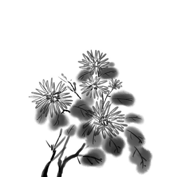 传统水墨手绘黑白菊花