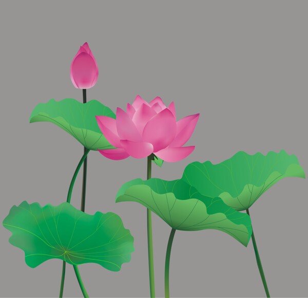 矢量荷花圖片