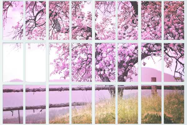 落地窗外的樱花树
