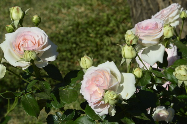 月季花