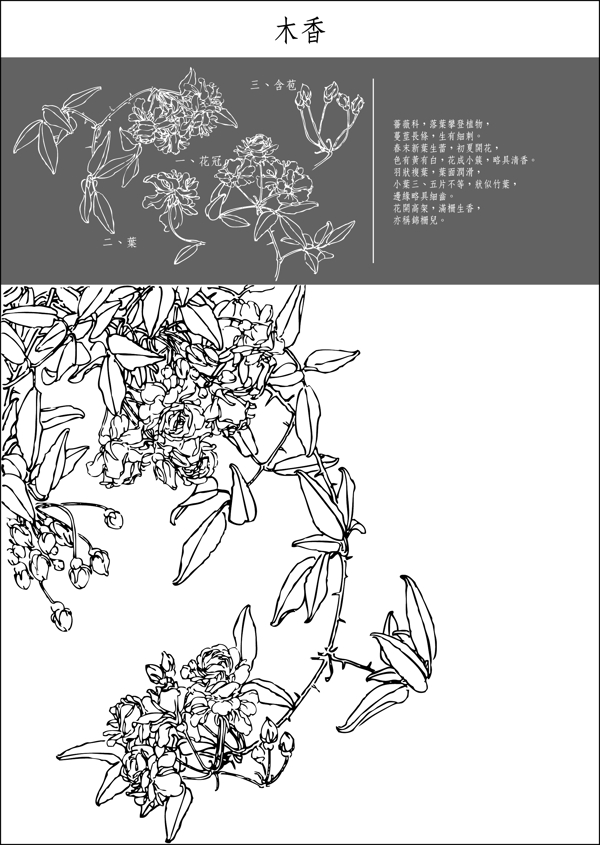 矢量白描木香