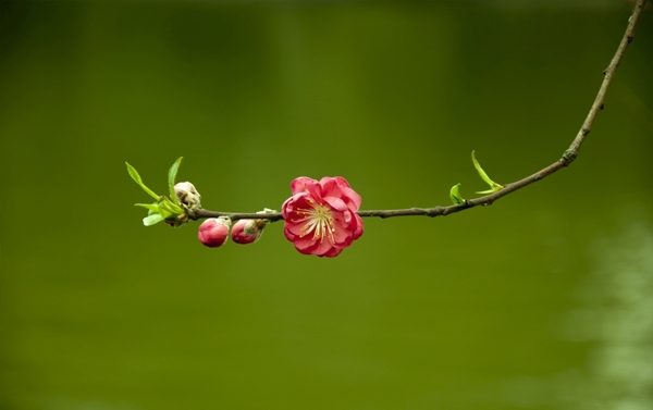 桃花