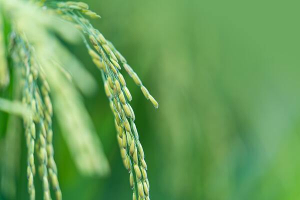 水稻高清图图片
