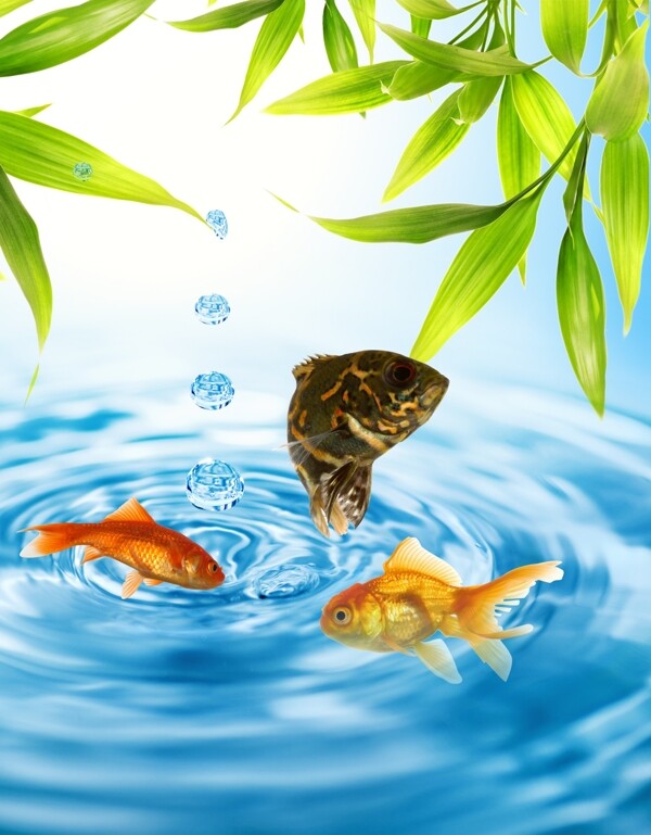 金魚圖片