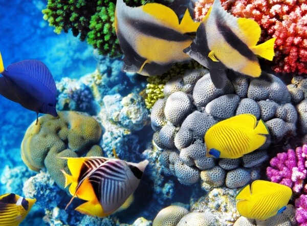 海底生物圖片