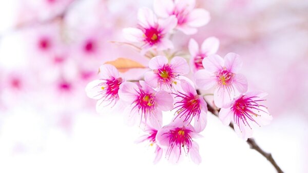 盛开的粉色花朵桃花