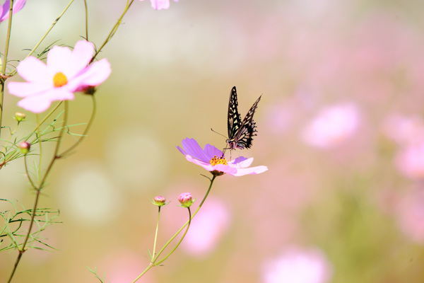 蝶戀花圖片