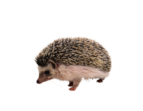 刺猬