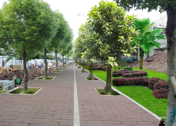 市政人行道绿化透视图