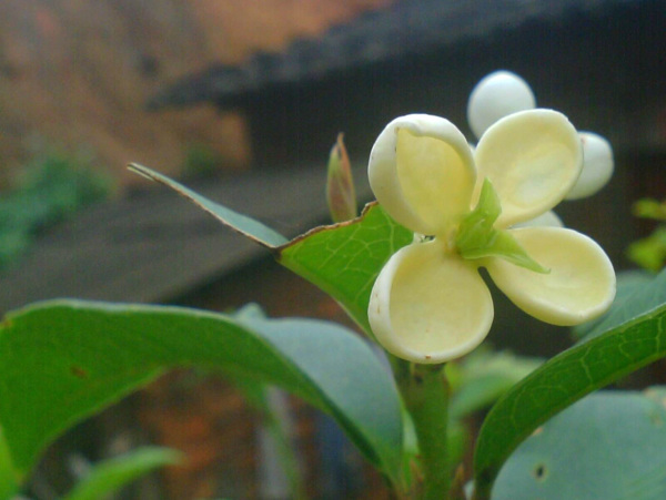 桂花圖片