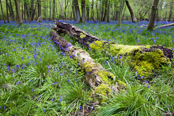 森林中的蓝色花丛图片