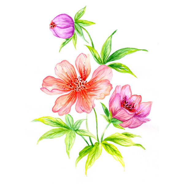 位圖植物寫意花卉花朵牡丹免費(fèi)素材