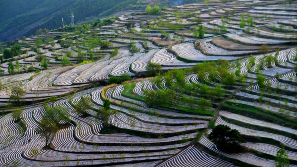 梯田圖片