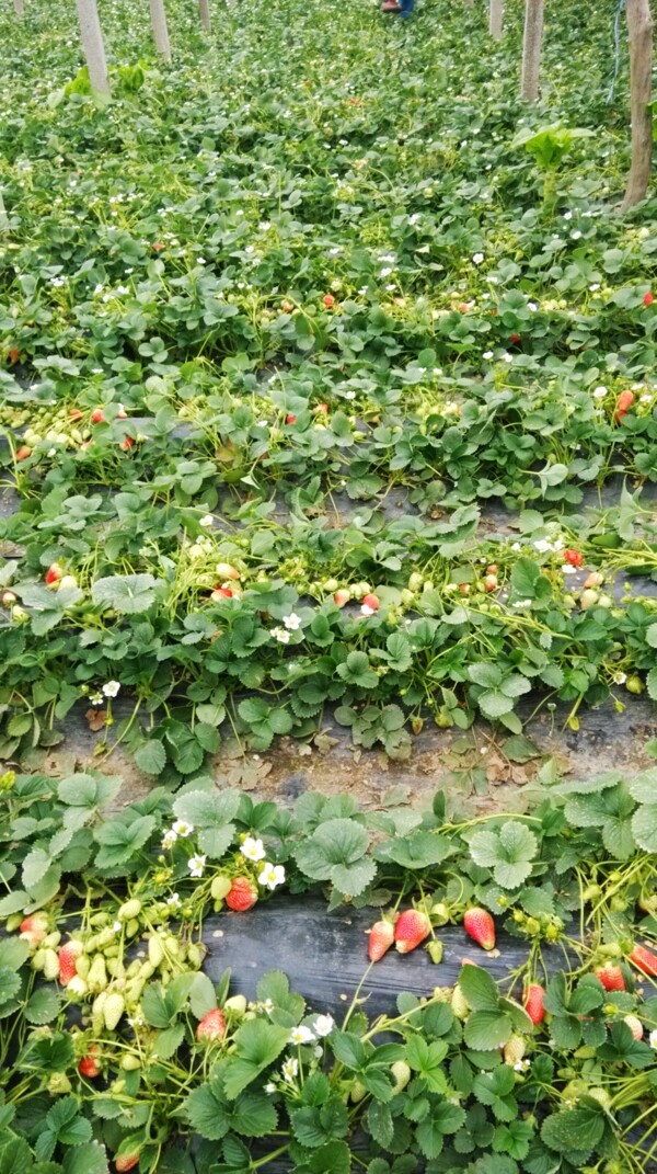 草莓花红草莓奶油草莓草莓图片