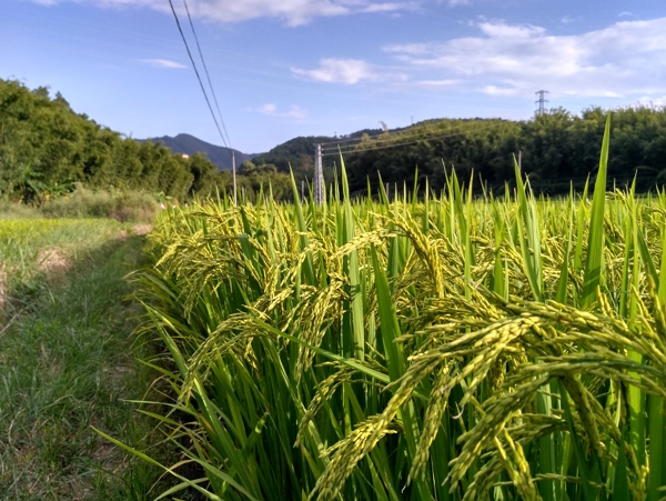 山川的水稻