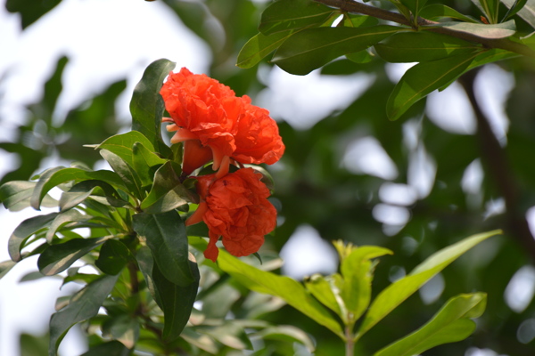 石榴花圖片