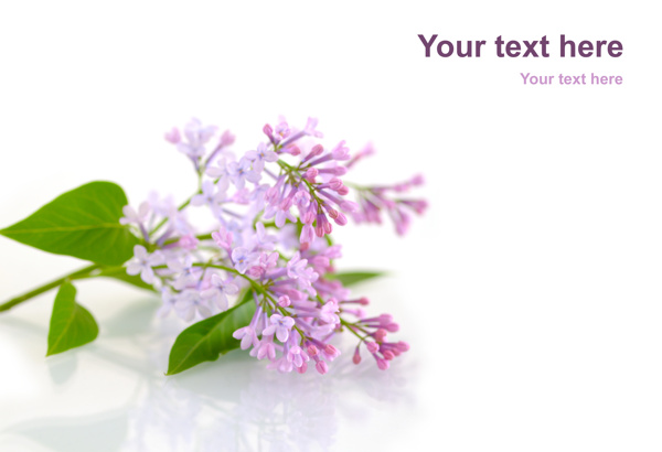 丁香花圖片