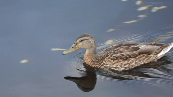 自然湖面水鸭游动