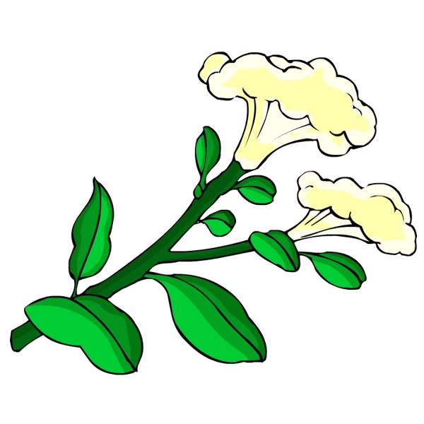 花卉古典插畫(huà)
