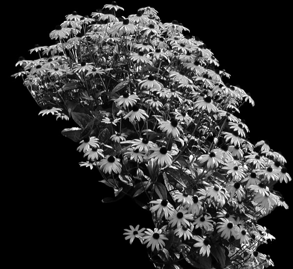 植物貼圖素材建筑裝飾JPG1765
