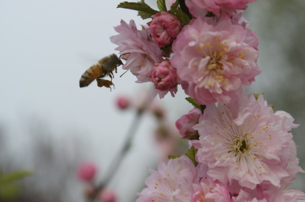 蜜蜂采蜜图片