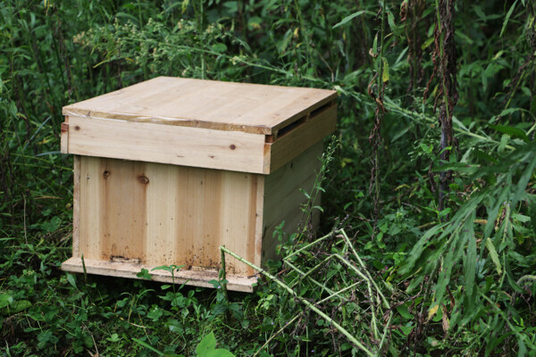 蜂箱养蜂场图片