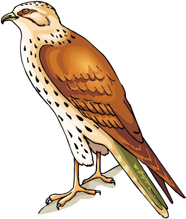 各種鳥類鳥動物矢量素材EPS格式0861