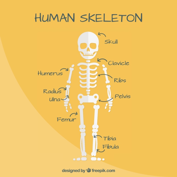 平面设计中的人体骨骼