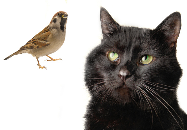 一只黑猫和一只小鸟图片