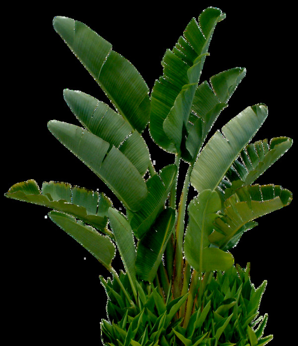 綠色綠植png元素素材