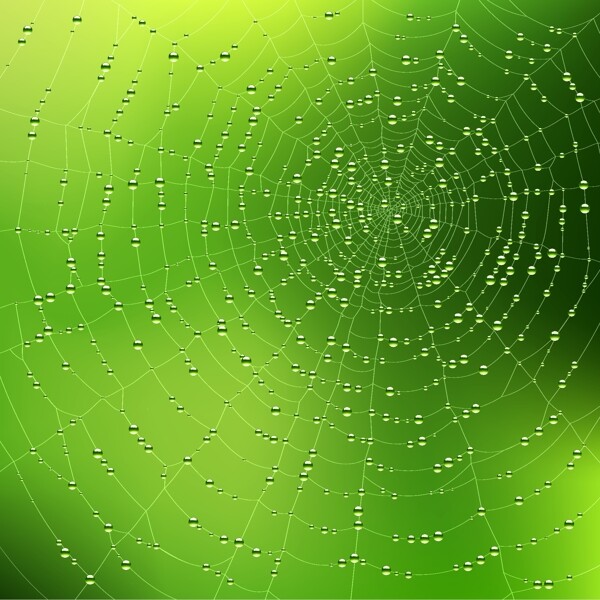 蜘蛛网背景