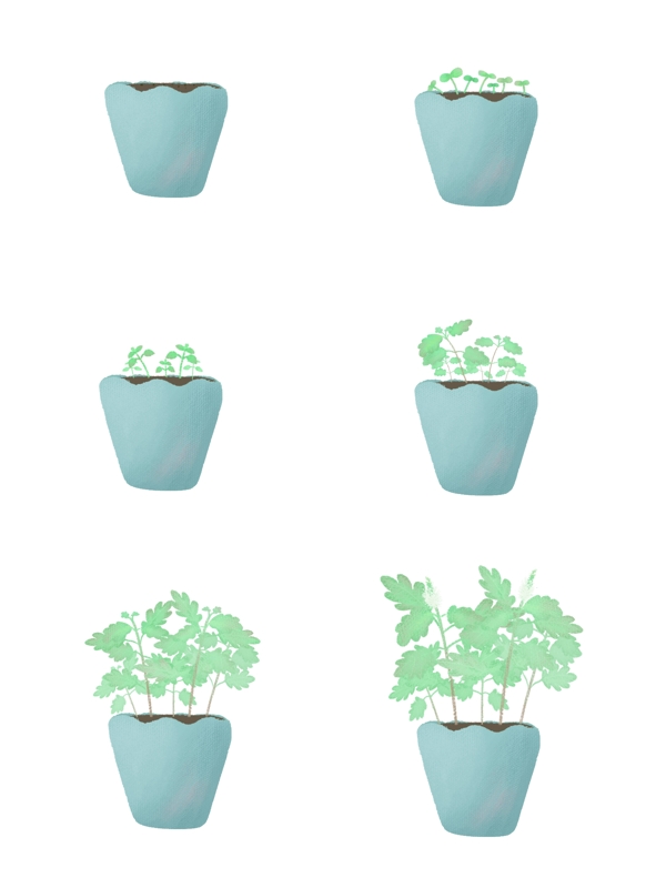 手绘绿色薄荷植物生长过程