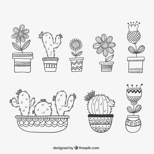 仙人掌植物