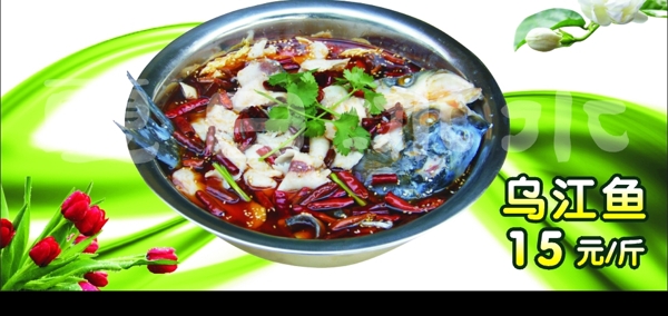 烏江魚圖片