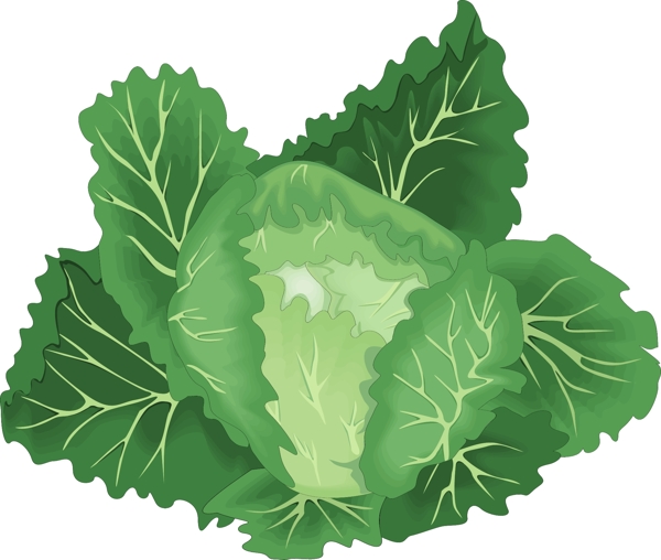 矢量清新綠色有機包菜