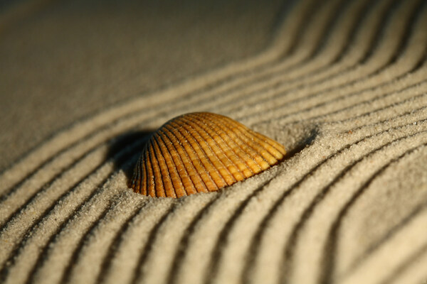 沙滩子上的一个贝壳图片