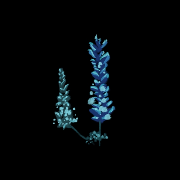 蓝色羽扇豆花朵写实鲜花绘画