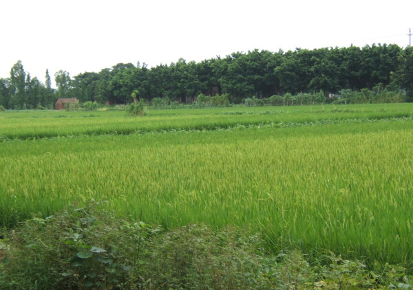 稻田圖片