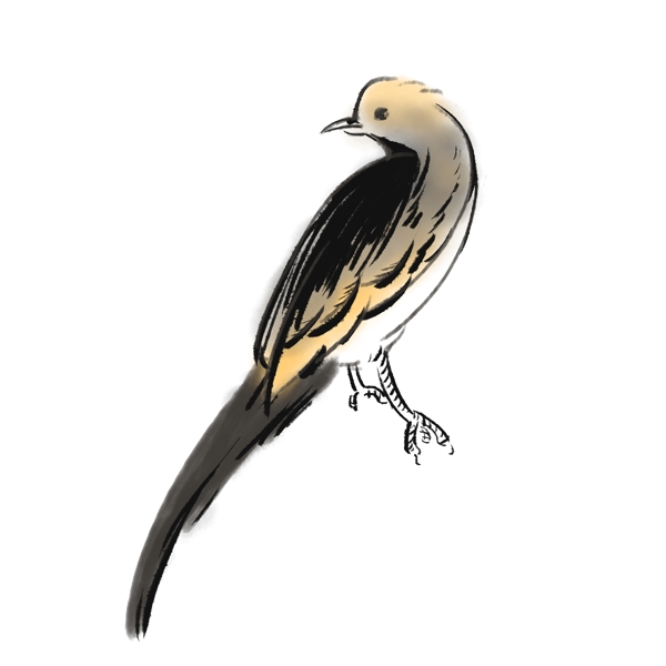 啄木鸟可爱动物