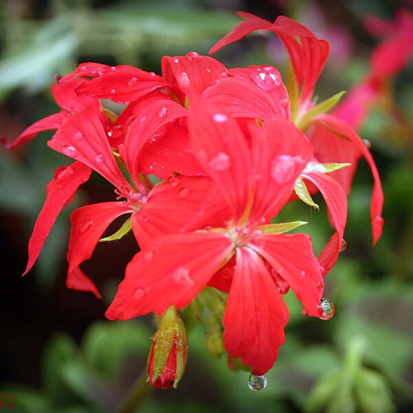 位圖植物攝影寫(xiě)實(shí)花卉花朵數(shù)碼照片免費(fèi)素材