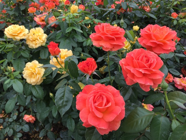 月季花圖片
