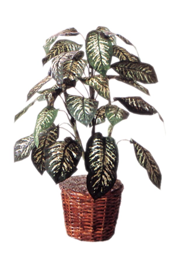 室內(nèi)植物071
