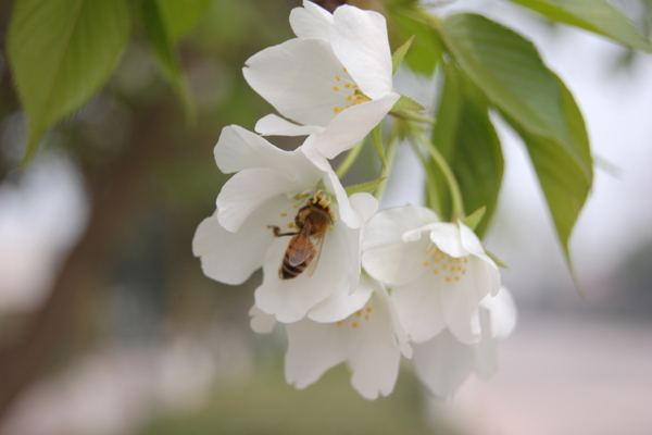 花與蜂圖片