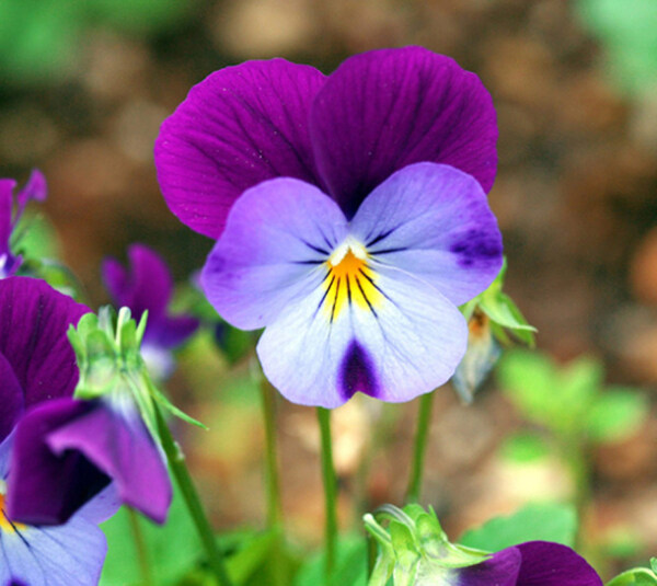 位圖植物攝影花朵免費(fèi)素材