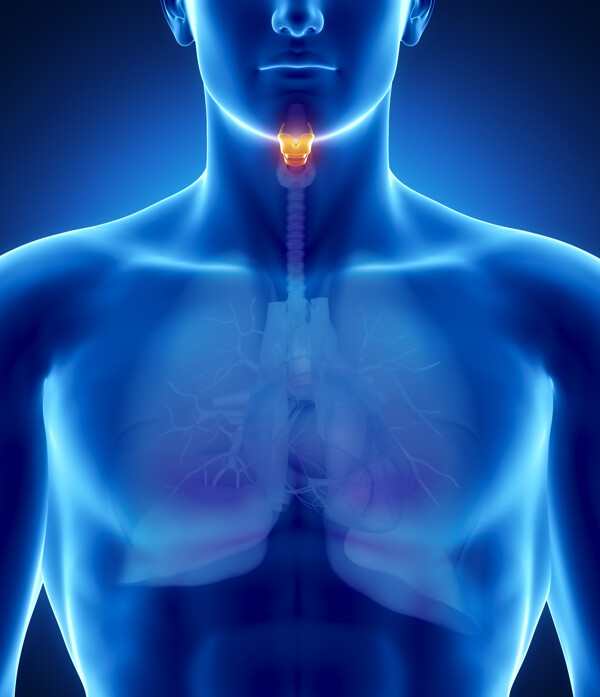 喉咙器官图片