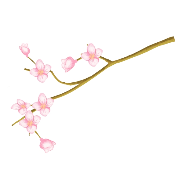 手繪花卉png素材