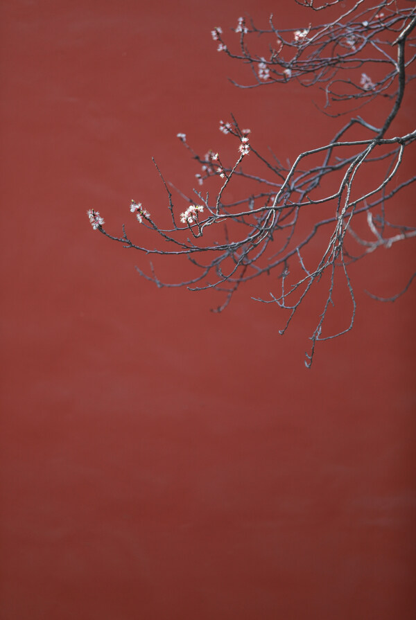 梅花花枝红墙复古背景海报素材图片