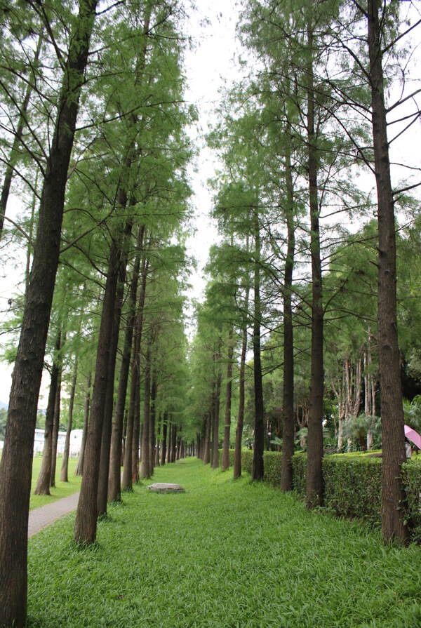 樹林圖片
